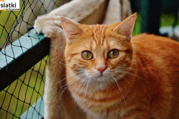 Siatki Rybnik - Siatka sznurkowa na balkon dla kota dla terenów Rybnika